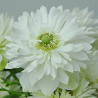 Mount Everest Anemone Corm