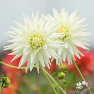 Mount Tacoma Dahlia Knöl