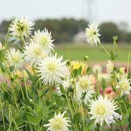 Mount Tacoma Dahlia Knöl