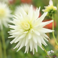 Mount Tacoma Dahlia Knöl