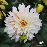 Mr. Bojangles Dahlia Tuber