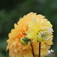 Mr. Bojangles Dahlia Tuber