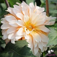 Mr. Bojangles Dahlia Tuber