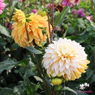 Mr. Bojangles Dahlia Tuber