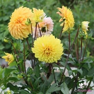 Mr. Bojangles Dahlia Tuber
