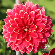 Mr. Optimist Dahlia Tuber