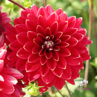 Mr. Optimist Dahlia Tuber