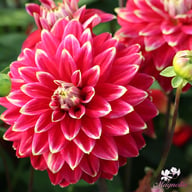 Mr. Optimist Dahlia Tuber