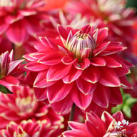 Mr. Optimist Dahlia Tuber