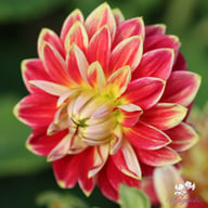 Mr. Optimist Dahlia Tuber