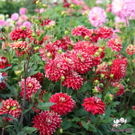 Mr. Optimist Dahlia Tuber