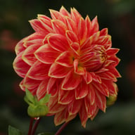 Mr. Optimist Dahlia Knöl