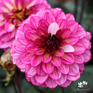 Muchacha Dahlia Tuber