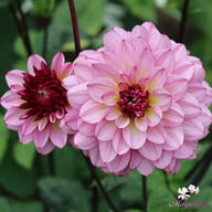Muchacha Dahlia Tuber