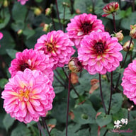 Muchacha Dahlia Tuber