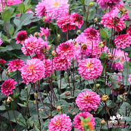 Muchacha Dahlia Tuber
