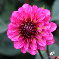 Muchacha Dahlia Tuber