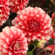 Musette Dahlia Knöl