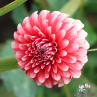 Musette Dahlia Knöl
