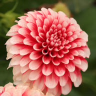 Musette Dahlia Knöl