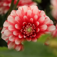 Musette Dahlia Knöl
