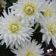 My Love Dahlia Tuber