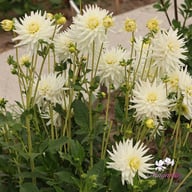 My Love Dahlia Tuber