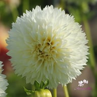 Myama Fubuki Dahlia Knöl