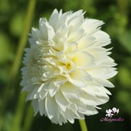 Myama Fubuki Dahlia Knöl