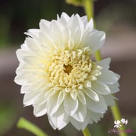 Myama Fubuki Dahlia Knöl