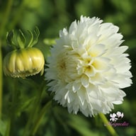 Myama Fubuki Dahlia Knöl