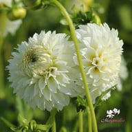 Myama Fubuki Dahlia Knöl