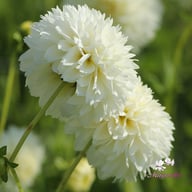 Myama Fubuki Dahlia Knöl