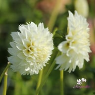 Myama Fubuki Dahlia Knöl