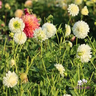 Myama Fubuki Dahlia Knöl