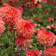 Myrtle's Folly Dahlia Knöl