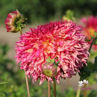 Myrtle's Folly Dahlia Tuber