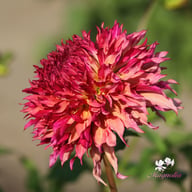 Myrtle's Folly Dahlia Tuber