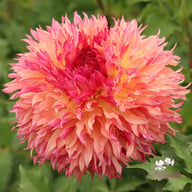 Myrtle's Folly Dahlia Tuber