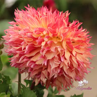 Myrtle's Folly Dahlia Tuber