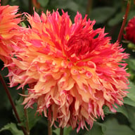 Myrtle's Folly Dahlia Knöl