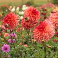 Myrtle's Folly Dahlia Knöl