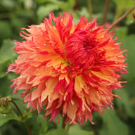 Myrtle's Folly Dahlia Knöl