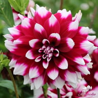 Mystery Day Dahlia Knöl