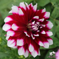 Mystery Day Dahlia Knöl