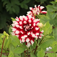 Mystery Day Dahlia Knöl