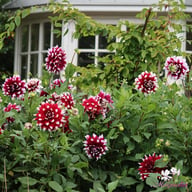 Mystery Day Dahlia Knöl
