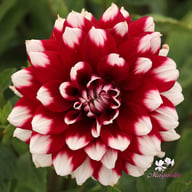Mystery Day Dahlia Knöl