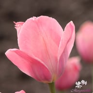 Mystic van Eijk Tulip Bulbs
