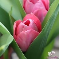 Mystic van Eijk Tulip Bulbs